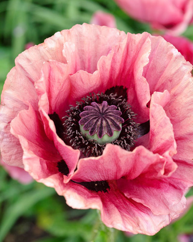 Papaver orientale 'Marlene'